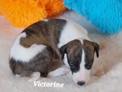 Victorine 