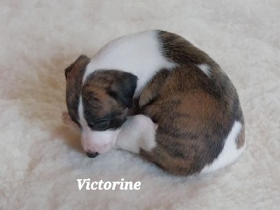 Victorine 