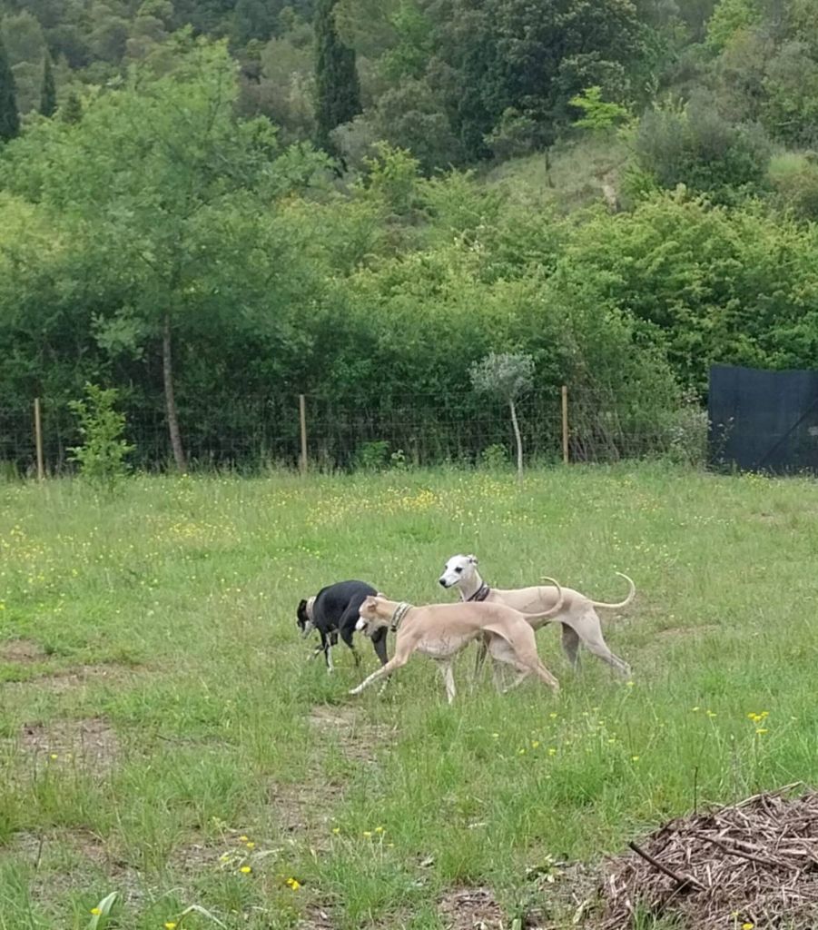 une portée dans notre famille Avril 2026 appelez le 0615929259